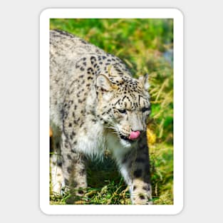 Snow Leopard Sticker